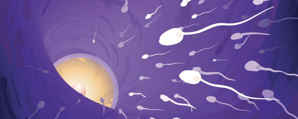女人被灌满精子后多久排卵期